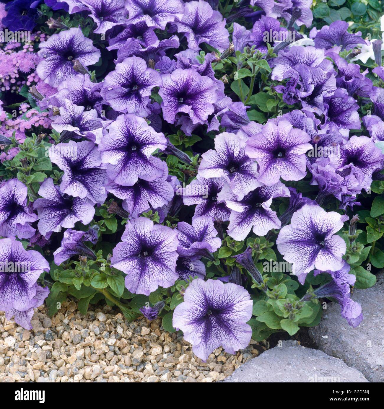 Petunia - F1 `Daddy Blue'   ANN052789 Stock Photo